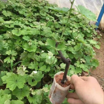 夏黑葡萄苗30cm以下1年