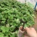 夏黑葡萄苗30cm以下1年