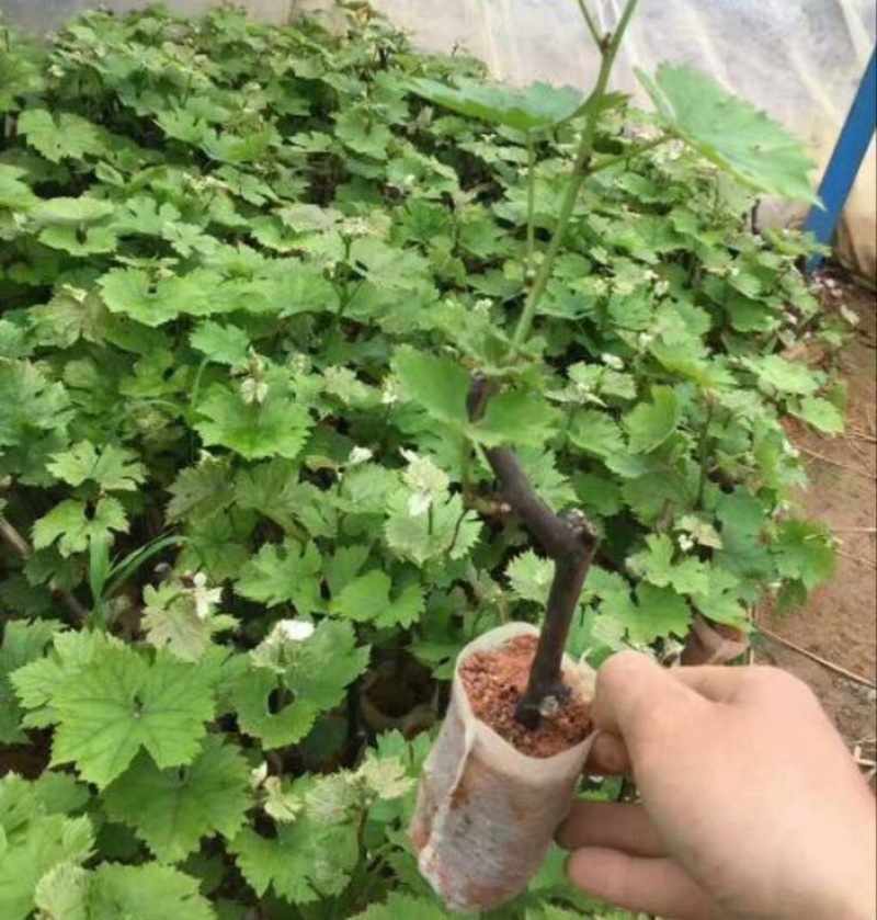 夏黑葡萄苗30cm以下1年