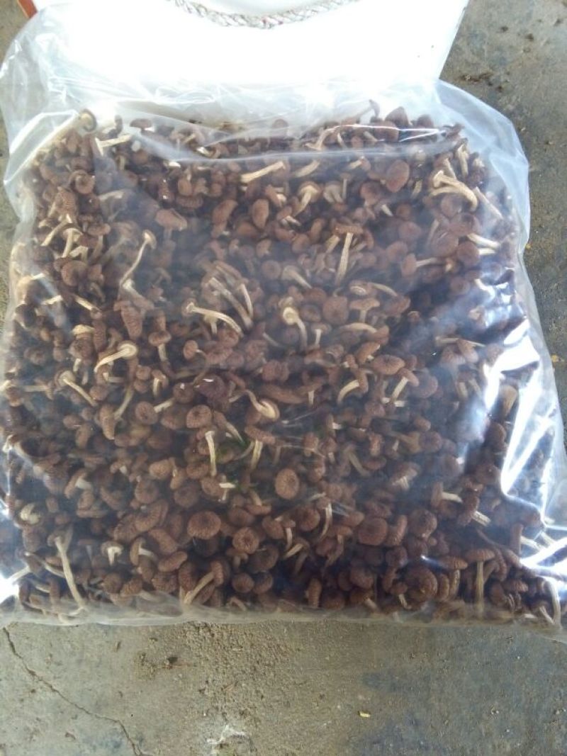 广昌茶树菇3号5号不开伞柄细嫩香非福建茶树菇开伞菇