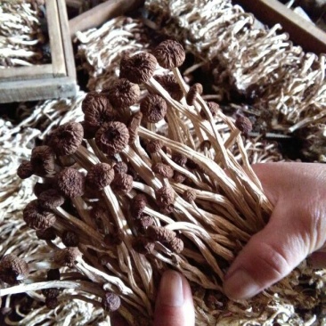 广昌茶树菇3号5号不开伞柄细嫩香非福建茶树菇开伞菇