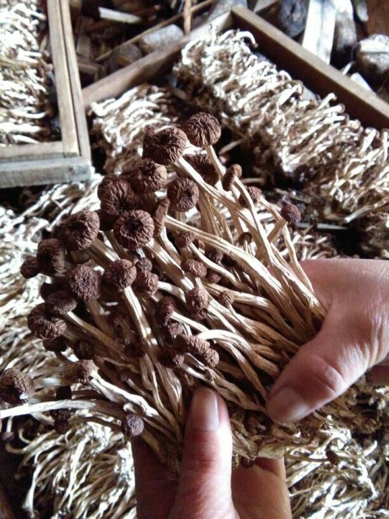 广昌茶树菇3号5号不开伞柄细嫩香非福建茶树菇开伞菇