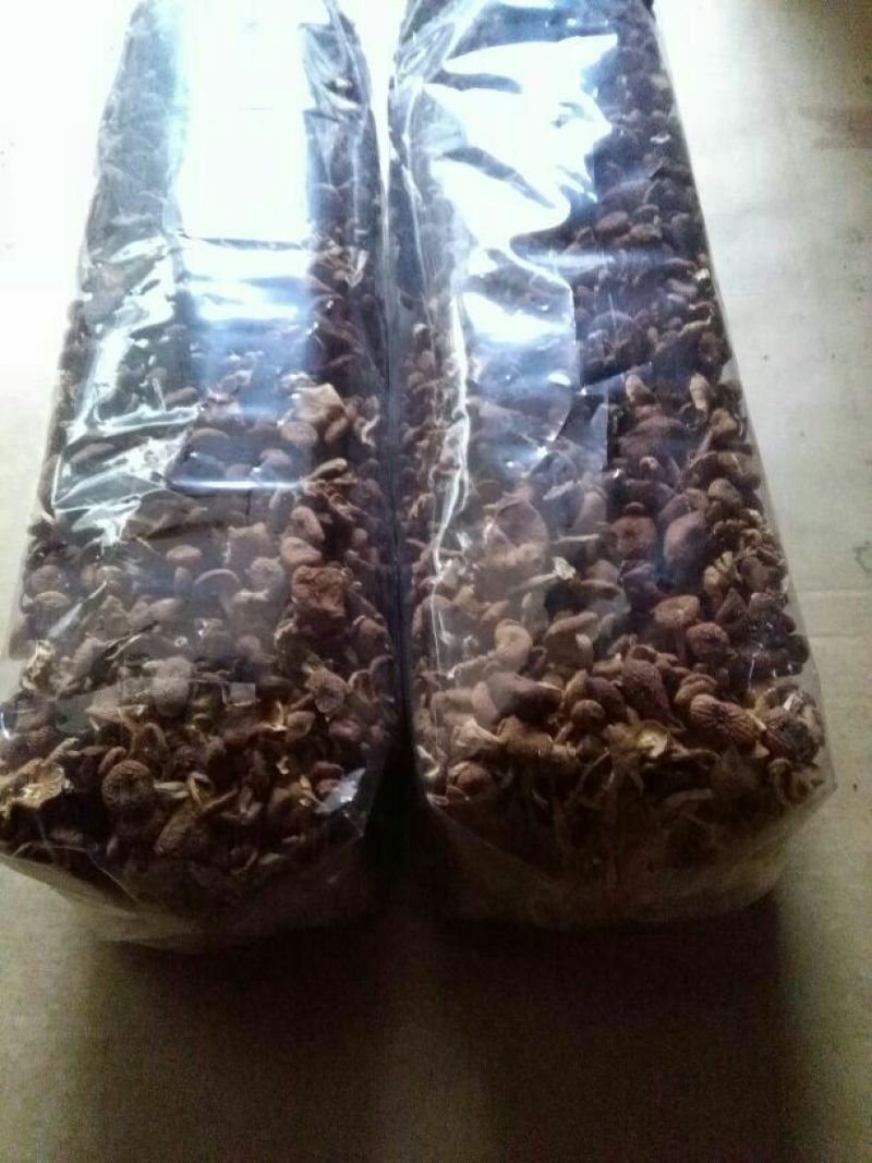 广昌茶树菇3号5号不开伞柄细嫩香非福建茶树菇开伞菇