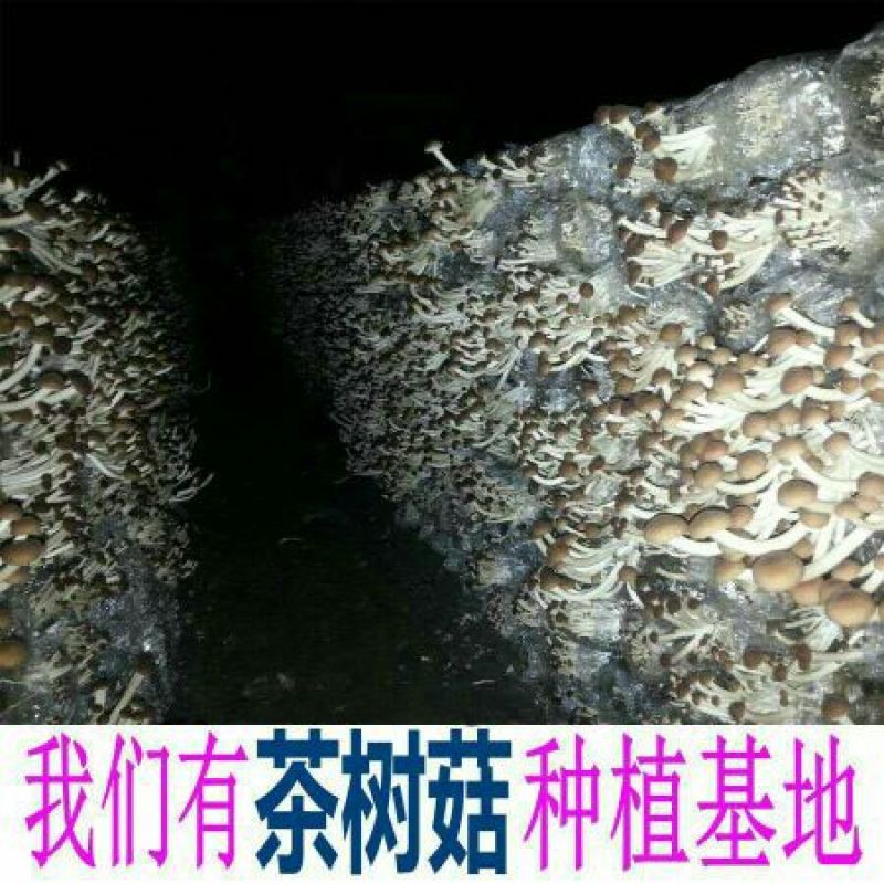 广昌茶树菇3号5号不开伞柄细嫩香非福建茶树菇开伞菇