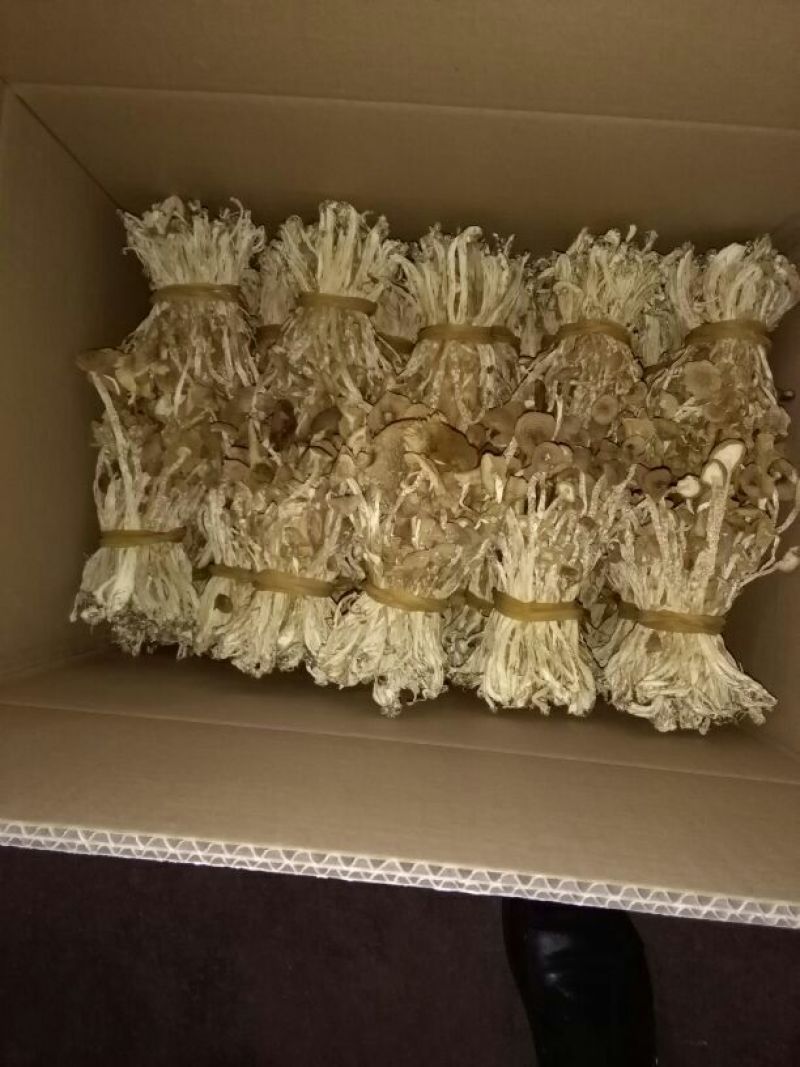 广昌茶树菇3号5号不开伞柄细嫩香非福建茶树菇开伞菇