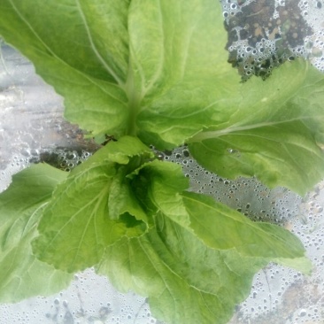 荠菜10cm以上