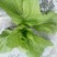 荠菜10cm以上