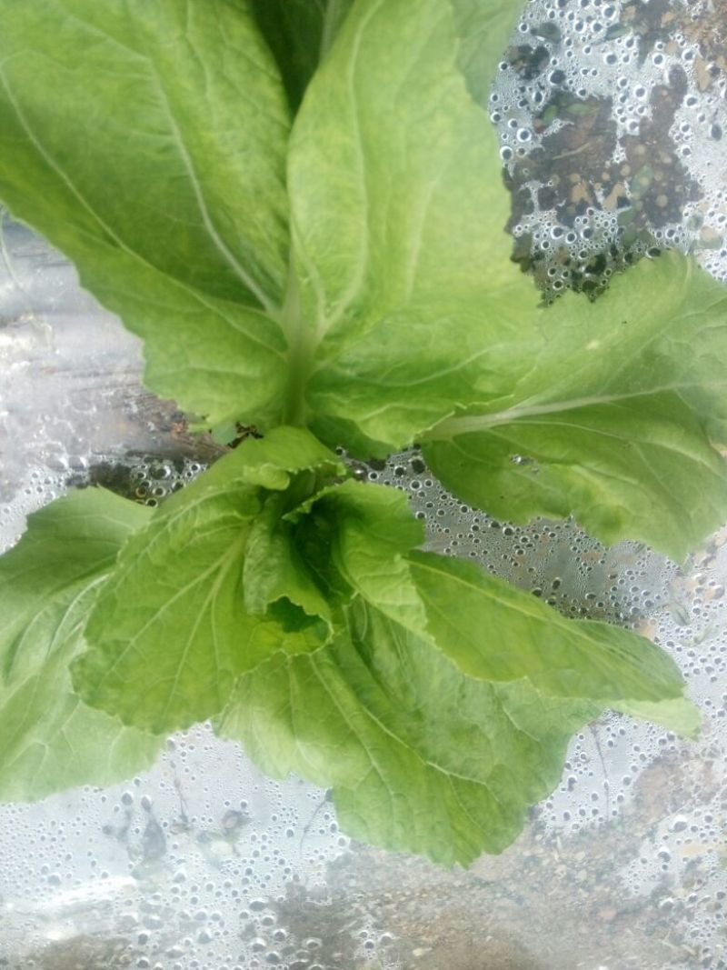 荠菜10cm以上