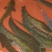 土鲶鱼食用