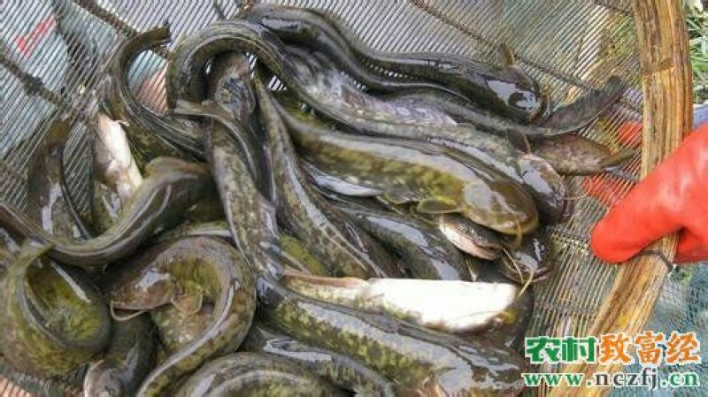 土鲶鱼食用