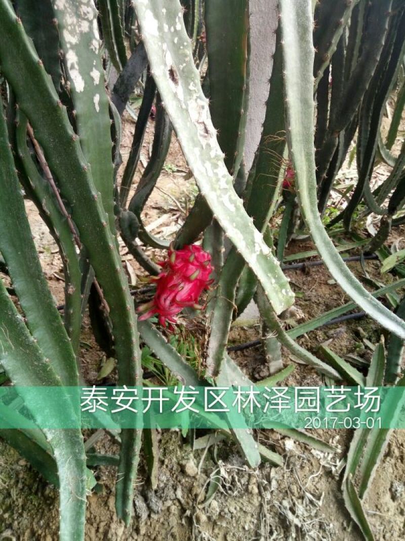 火龙果苗20~30种苗