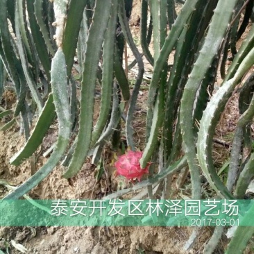 火龙果苗20~30种苗