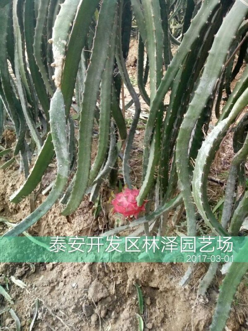 火龙果苗20~30种苗