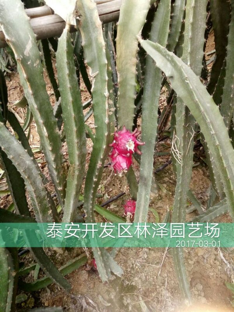 火龙果苗20~30种苗