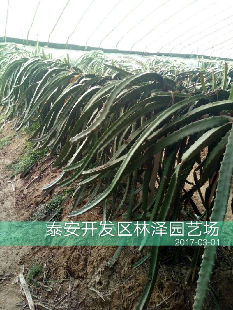 火龙果苗20~30种苗