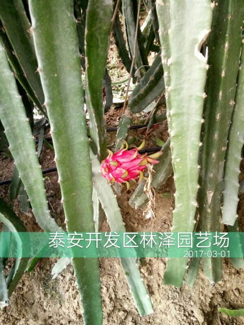 火龙果苗20~30种苗