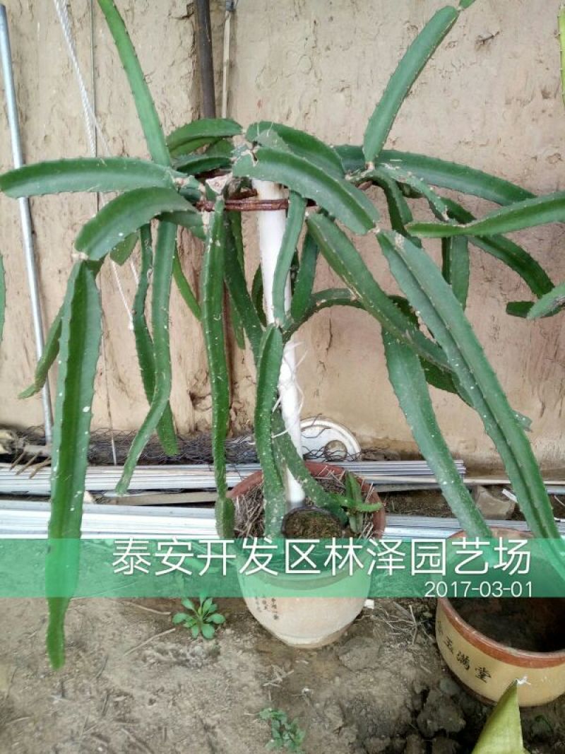 火龙果苗20~30种苗