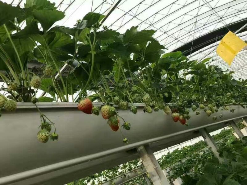 天仙醉草莓苗10~20cm