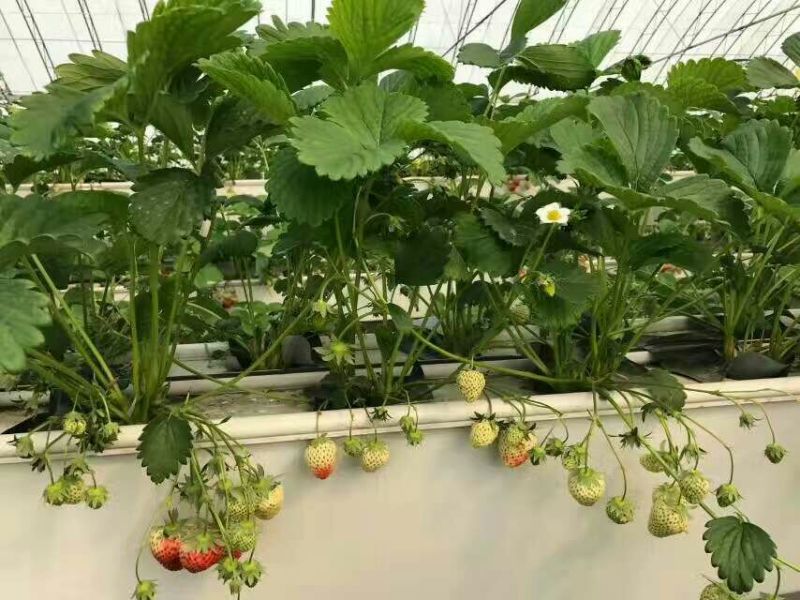 天仙醉草莓苗10~20cm