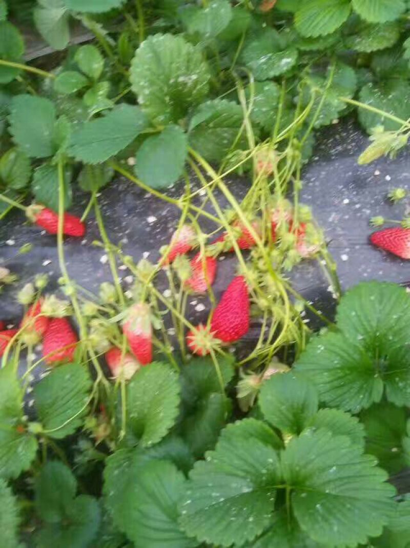 天仙醉草莓苗10~20cm