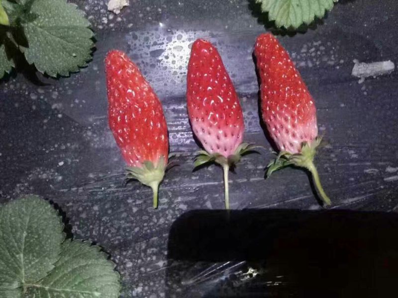 天仙醉草莓苗10~20cm