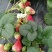 天仙醉草莓苗10~20cm