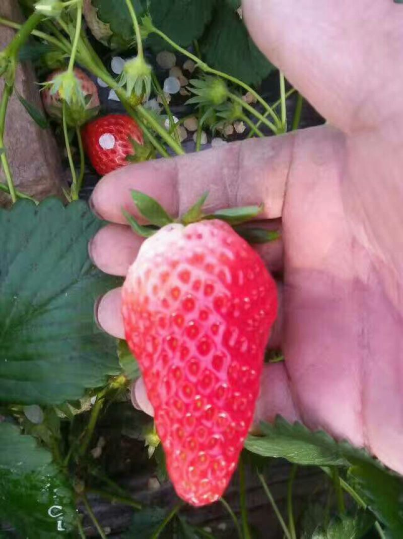 天仙醉草莓苗10~20cm