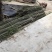 竹子4~5m
