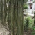 竹子4~5m