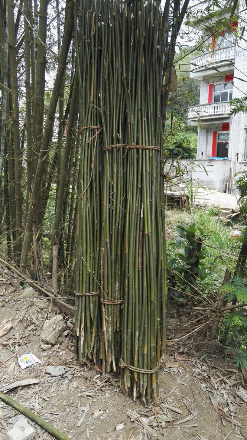 竹子4~5m