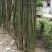 竹子4~5m