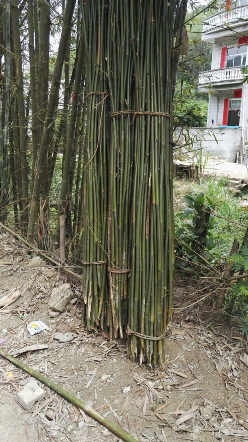竹子4~5m