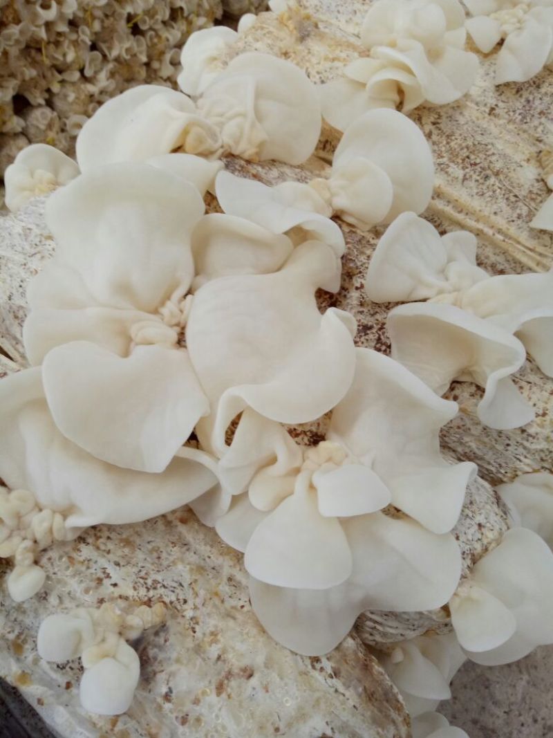 白玉木耳竹耳菇辣椒炒肉专用白玉木耳
