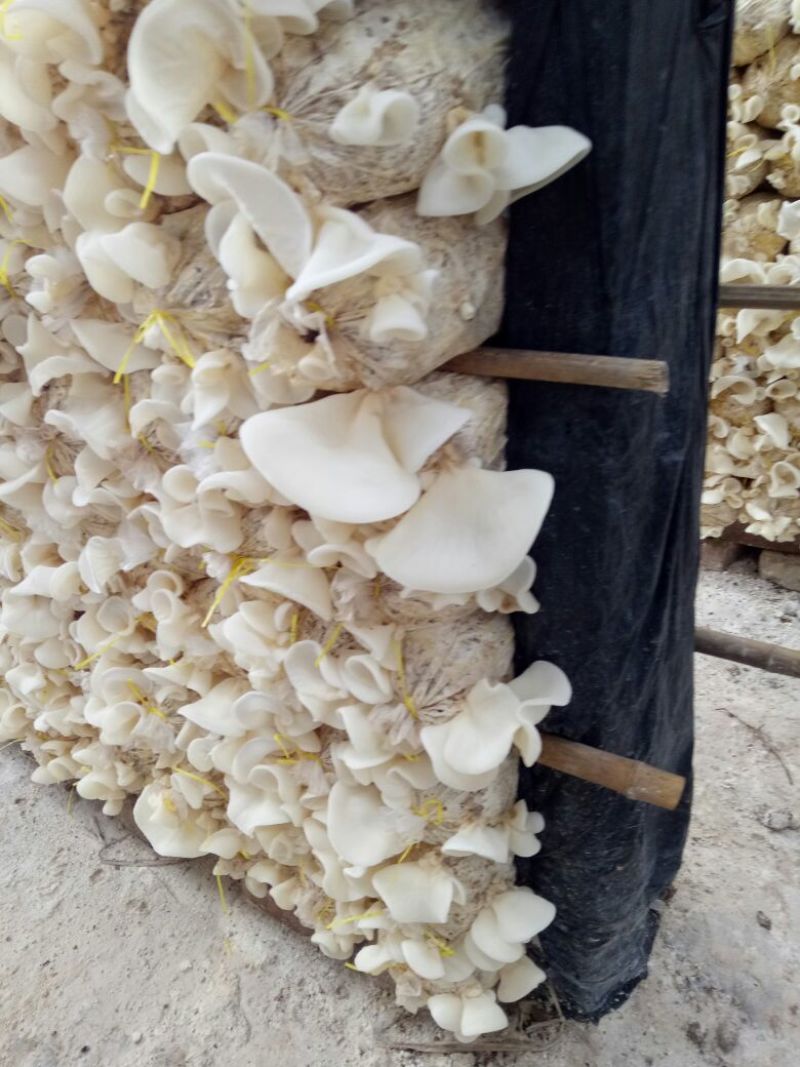 白玉木耳竹耳菇辣椒炒肉专用白玉木耳
