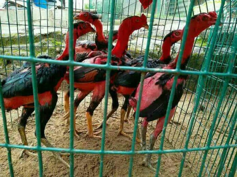 斗鸡苗500克以上脱温苗