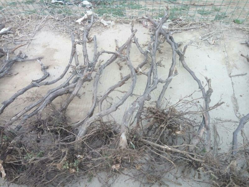 葡萄苗5年110~150cm