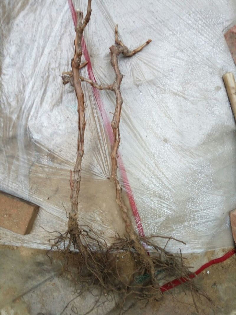 葡萄苗5年110~150cm
