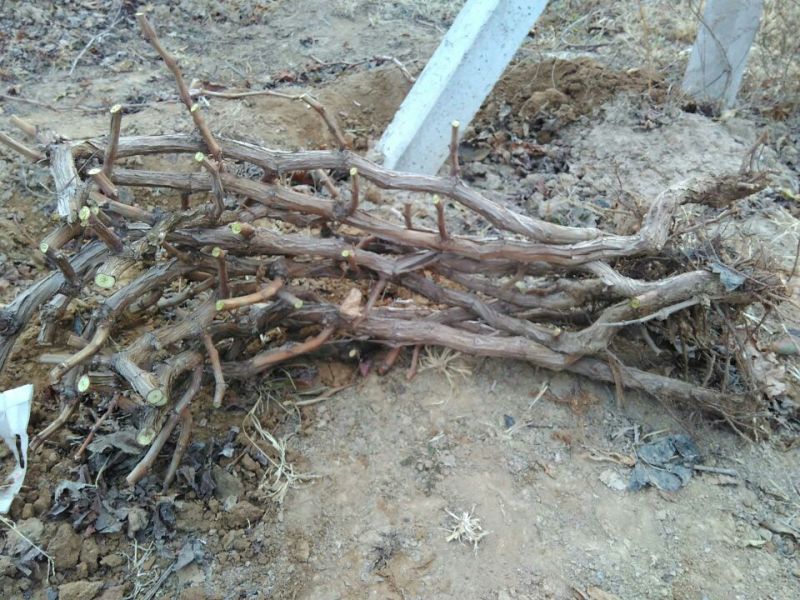 葡萄苗5年110~150cm