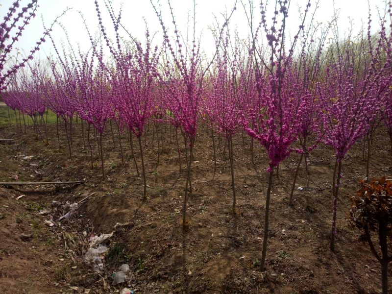 紫荆4~6cm4cm以下3.5~4米