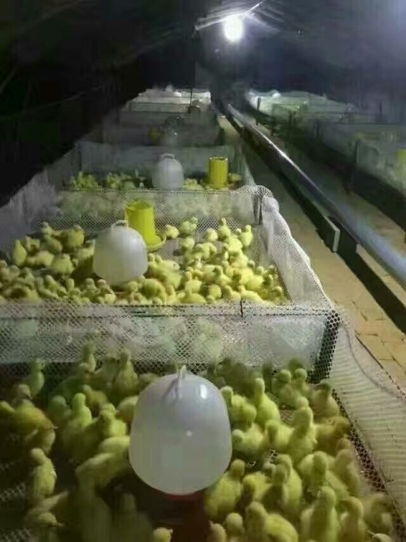 狮头鹅苗250g以下
