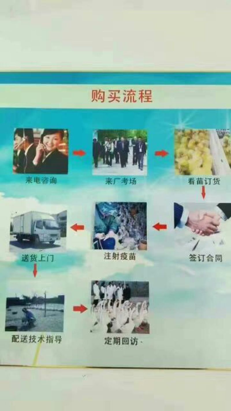 狮头鹅苗250g以下
