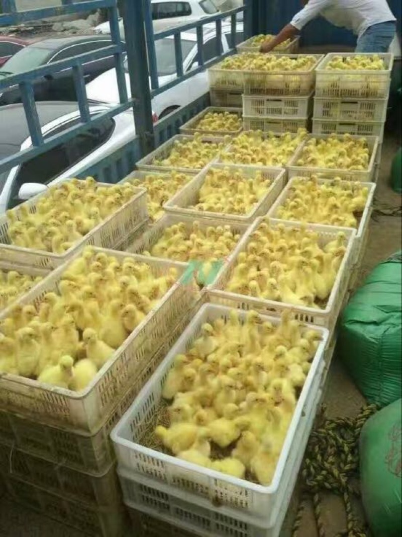 鹅苗