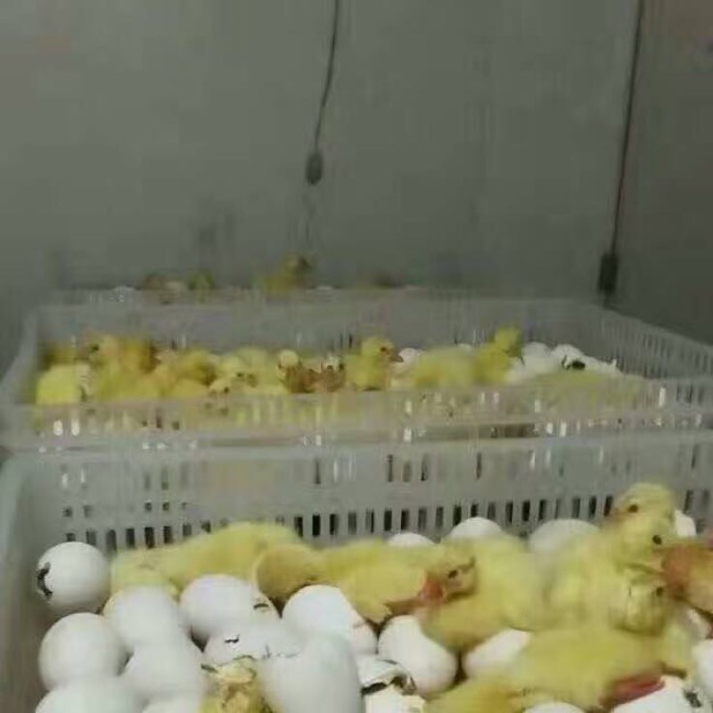 鹅苗