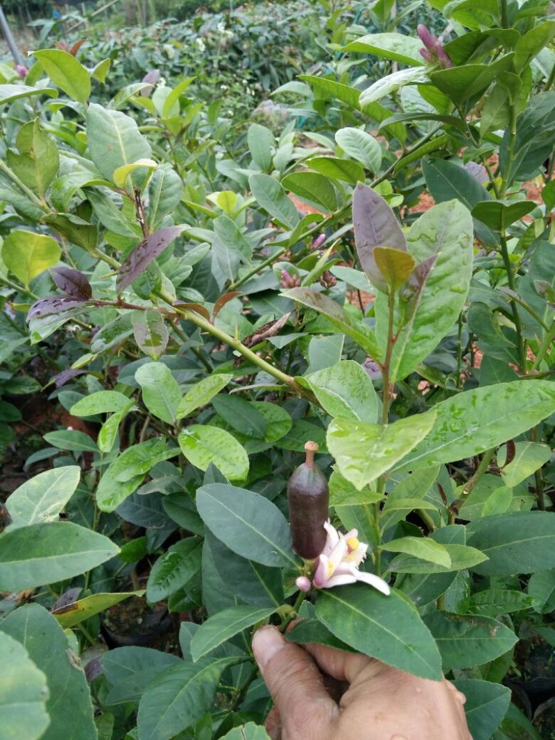 香水柠檬树苗30~50cm