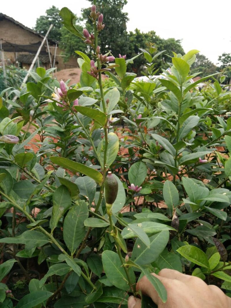 香水柠檬树苗30~50cm