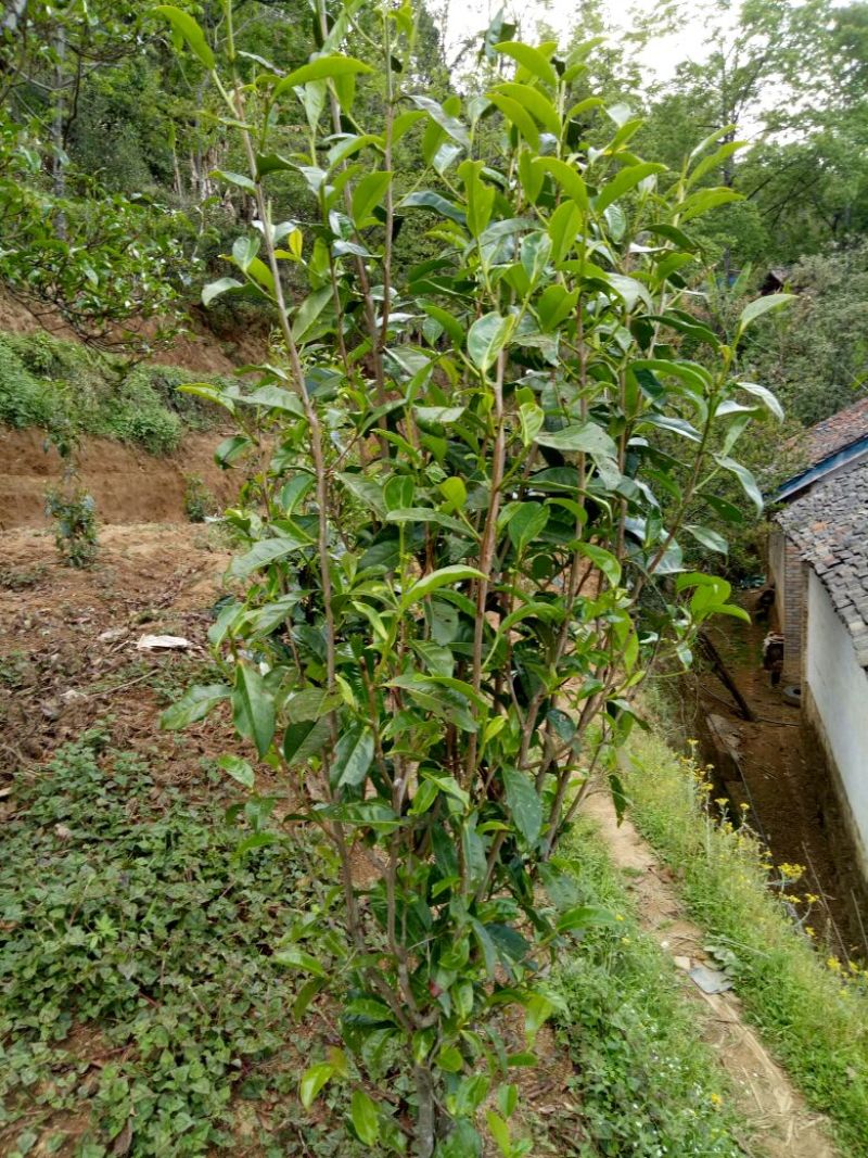 百年大树茶二级