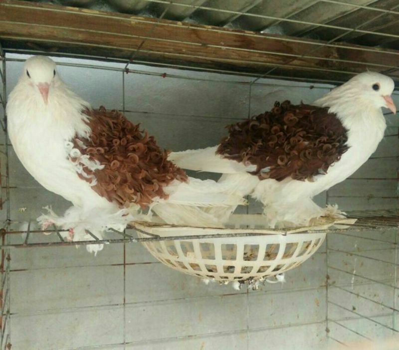 芙蓉鸽极品芙蓉鸽