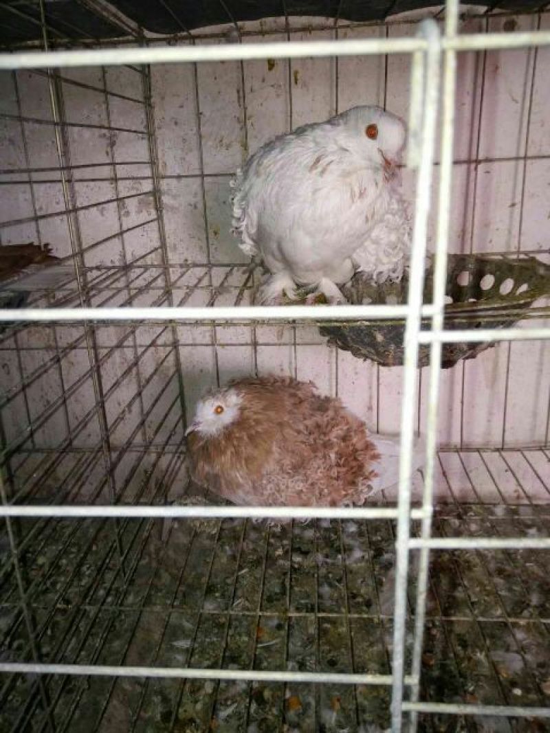 芙蓉鸽极品芙蓉鸽