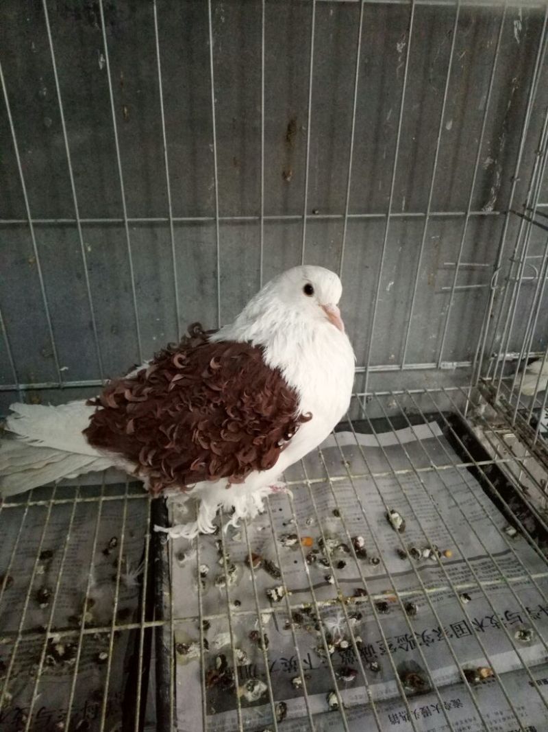 芙蓉鸽极品芙蓉鸽