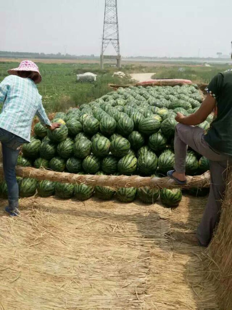 陕西蒲城高原高品质无籽直播苗甜王西瓜大量上市